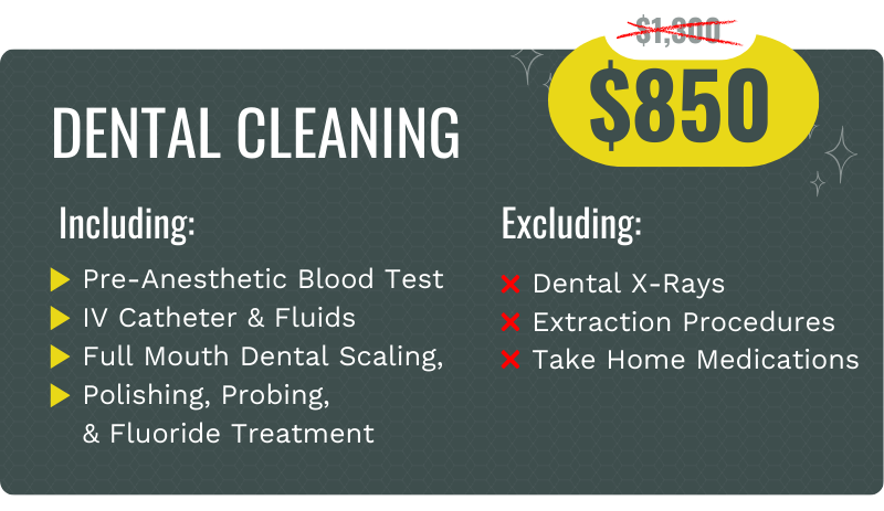 Dental Cleaning promotional image - pet dental cleaning for $850 including pre-anesthetic blood test, IV catheter & fluids, full mouth dental scaling, tooth polishing, probing, and fluoride treatment. Does not include dental X-rays, extraction procedures or take-home medications