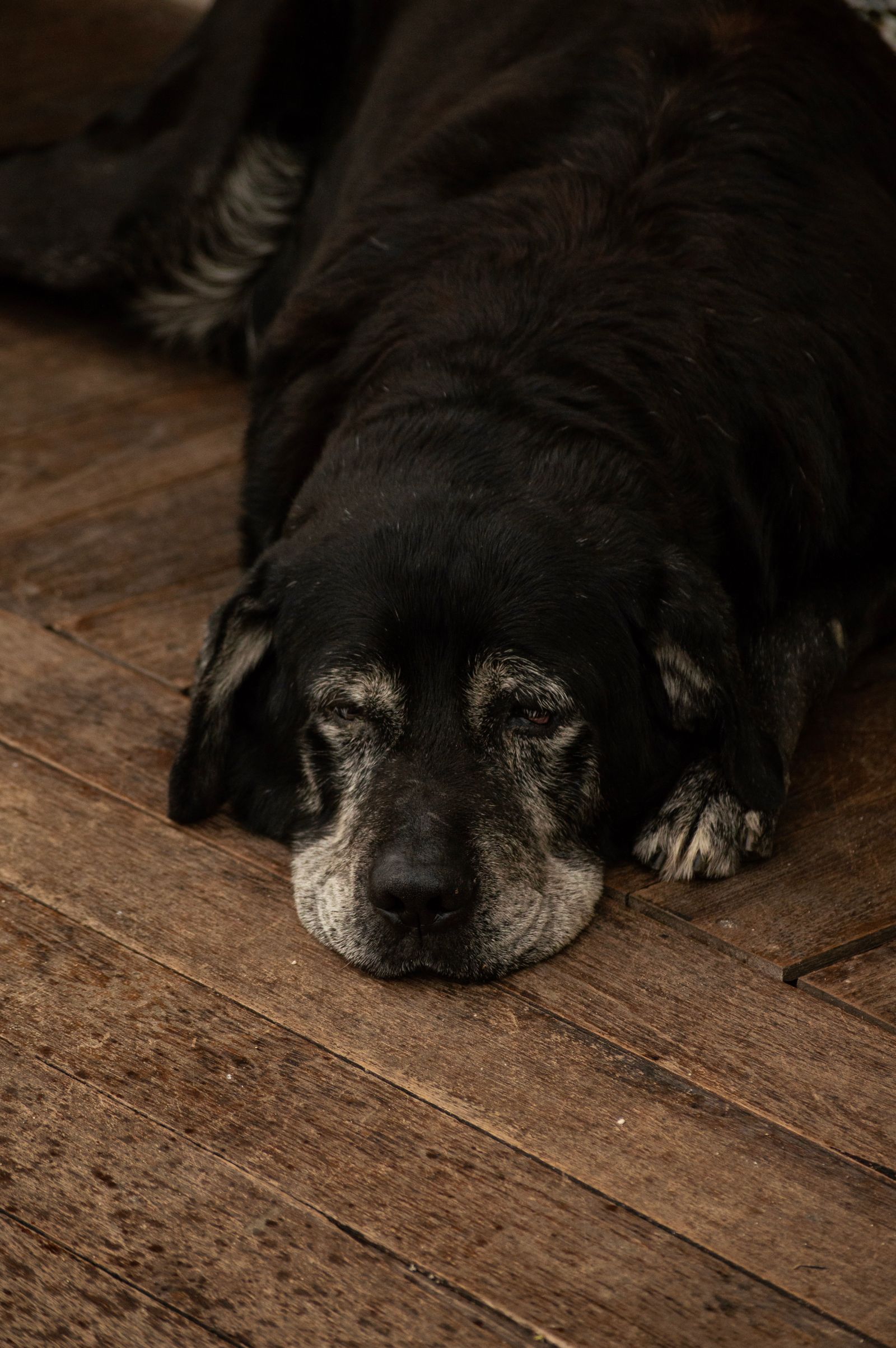 Senior dog resting at home, an age when canine cognitive dysfunction can develop