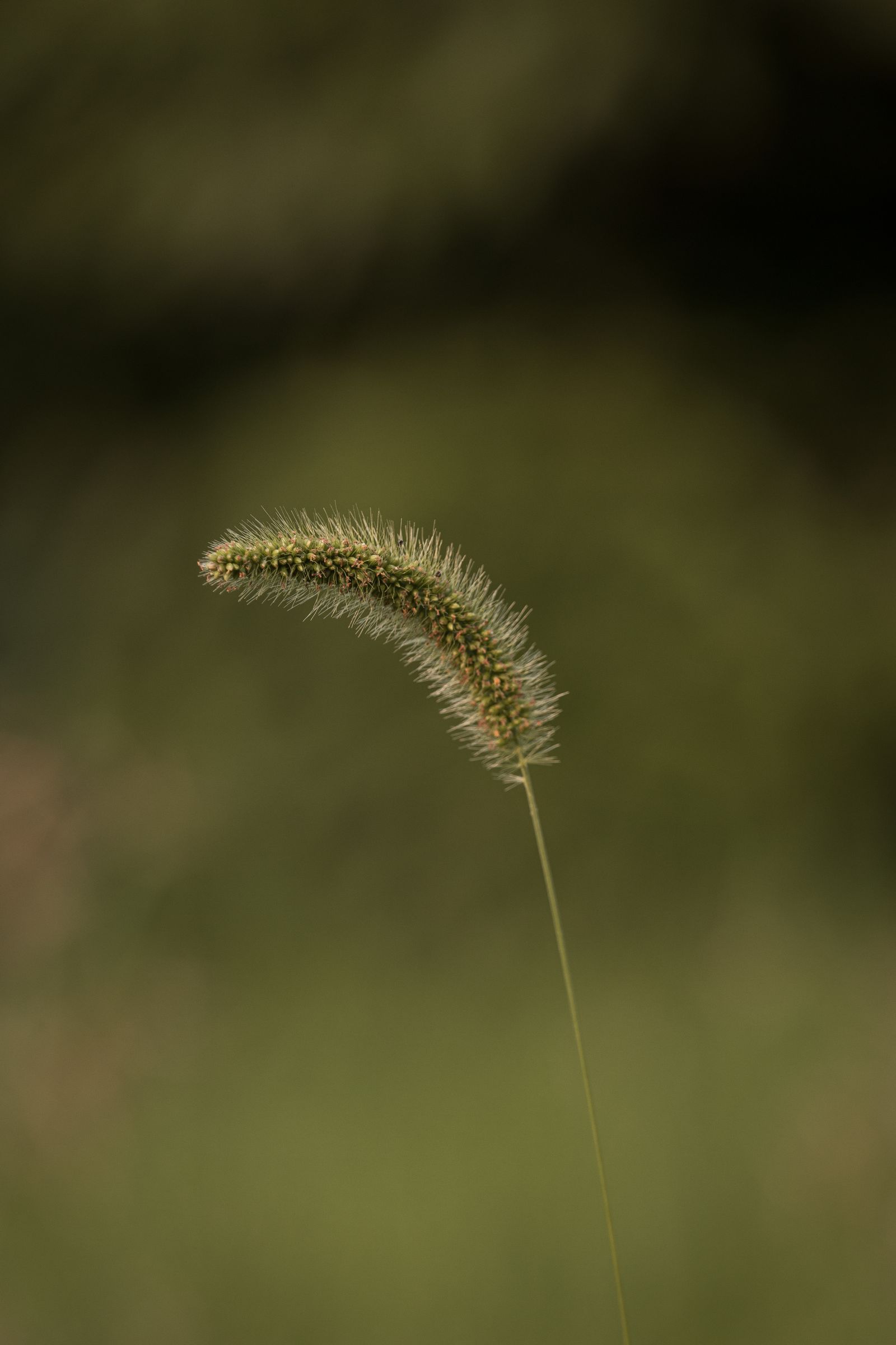 Close-up of a dried foxtail grass seed head, a summer hazard for dogs in Palo Alto