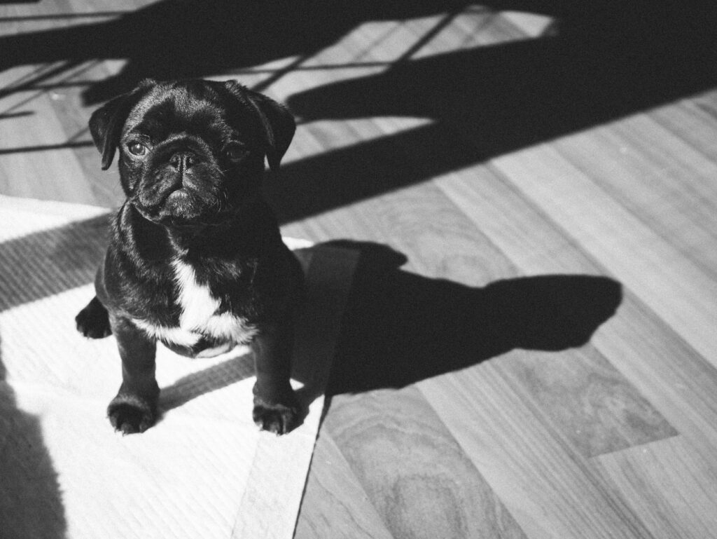 Adorable pug puppy in sunlit home, casting a playful shadow, Melbourne, VIC.