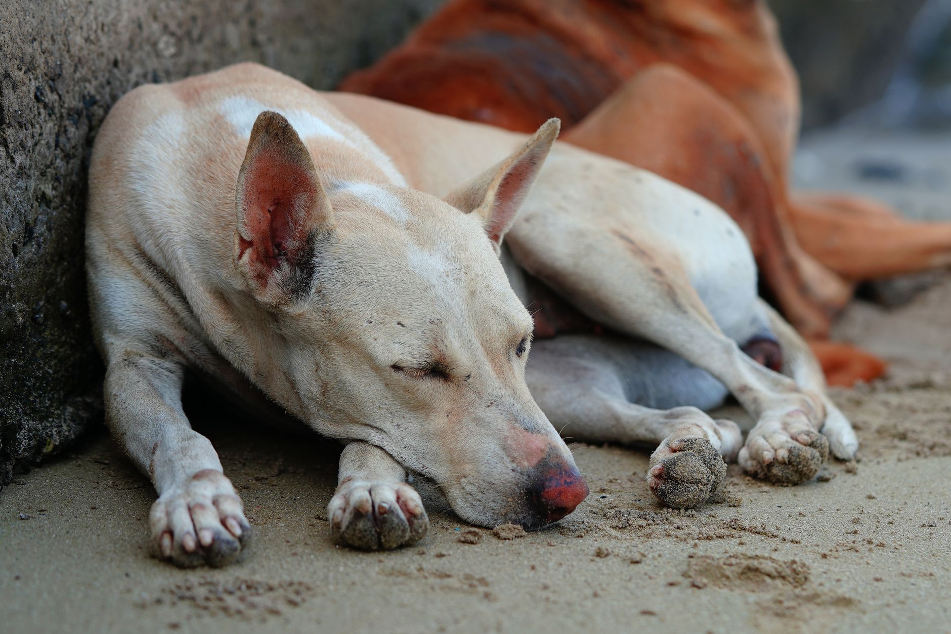 Close-up of a white stray dog sleeping on sand, with relaxed posture.