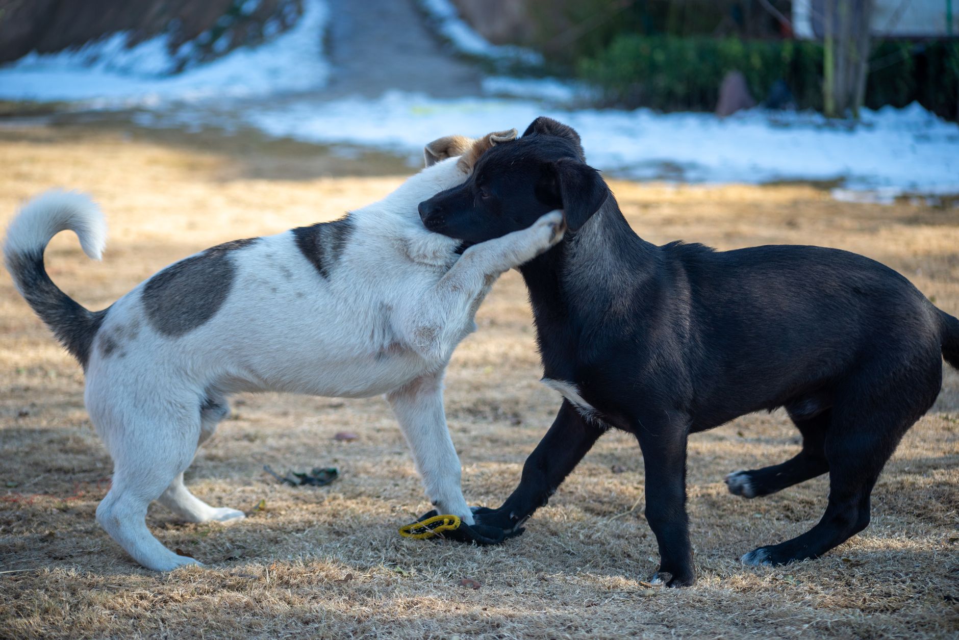 Two dogs engage in playful interaction on a sunlit winter day in a park.